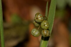 Sisyrinchium rosulatum