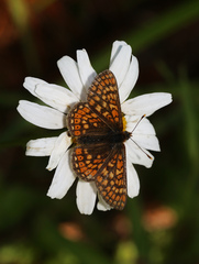 Euphydryas aurinia
