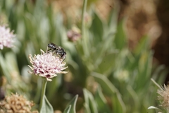 Megachile canariensis