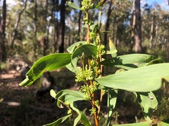 Hakea eriantha