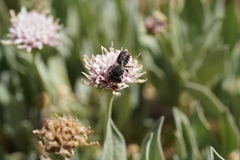 Megachile canariensis