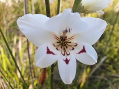 Gladiolus debilis