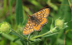 Euphydryas aurinia