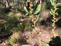 Hakea eriantha