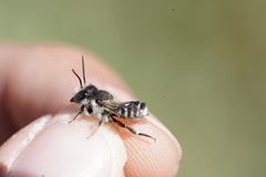 Megachile canariensis