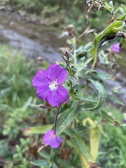 Epilobium hirsutum