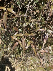 Rubus schmidelioides