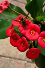Pachodynerus erynnis