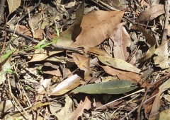 Epidesmia chilonaria