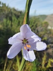 Aristea spiralis