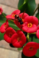 Pachodynerus erynnis