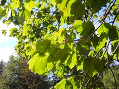 Acer opalus obtusatum