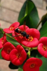 Pachodynerus erynnis