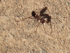 Camponotus feae