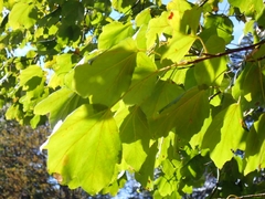 Acer opalus obtusatum