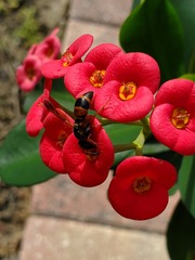 Pachodynerus erynnis