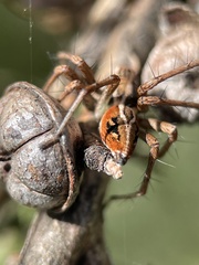 Oxyopes amoenus