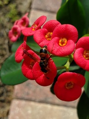 Pachodynerus erynnis