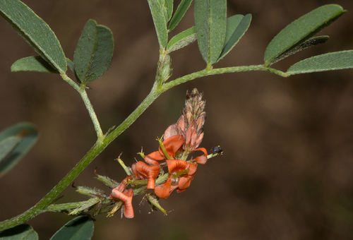 Indigofera praticola