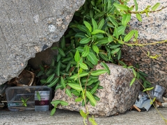 Trachelospermum jasminoides