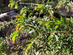 Acacia leichhardtii