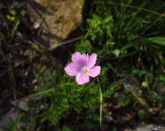 Linum viscosum