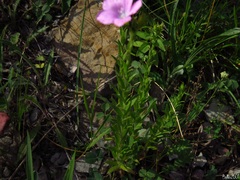 Linum viscosum