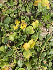 Tetragonia decumbens