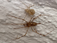 Cryptachaea gigantipes