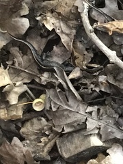 Triturus carnifex