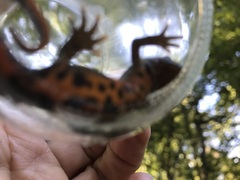 Triturus carnifex