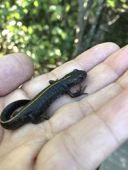 Triturus carnifex