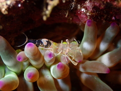 Periclimenes amethysteus