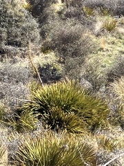 Aciphylla aurea