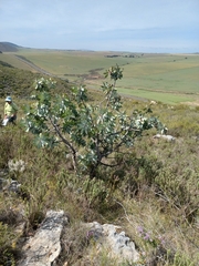 Protea nitida