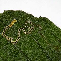 Stigmella betulicola