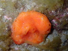 Aplidium elegans