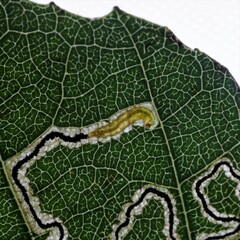 Stigmella betulicola