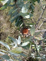 Protea nitida
