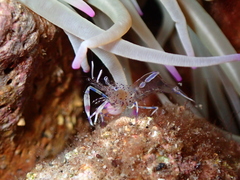 Periclimenes aegylios