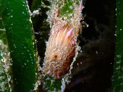 Paractinia striata