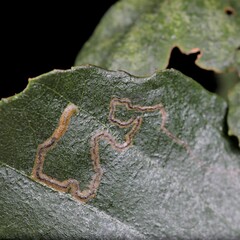 Stigmella betulicola