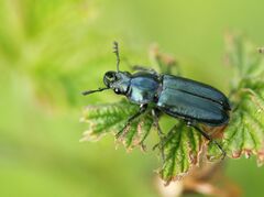 Platycerus caraboides