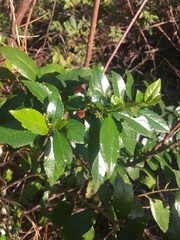 Rhamnus prinoides