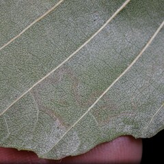 Stigmella betulicola