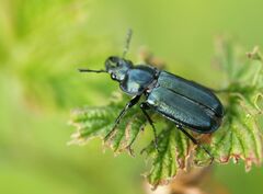 Platycerus caraboides