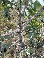 Protea nitida