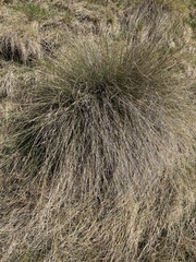 Poa cita