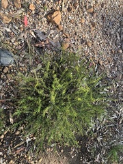 Gompholobium foliolosum