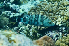 Cheilinus trilobatus